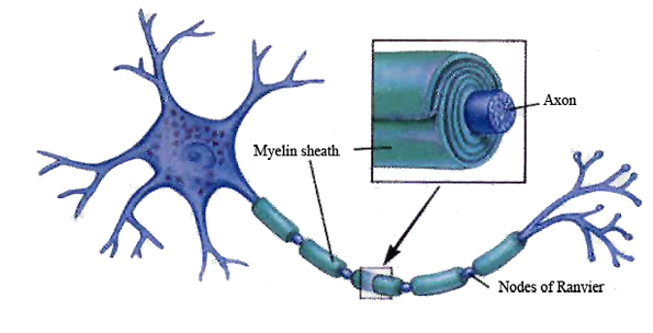 Myelinization