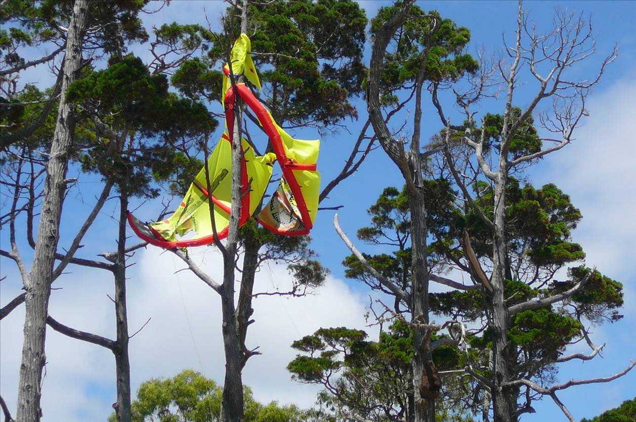 Kite in Tree